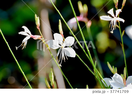 東京都三鷹市の植物 三鷹中原に咲くガウラ 37741709