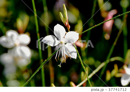 東京都三鷹市の植物 三鷹中原に咲くガウラ 東京都三鷹市の植物 三鷹中原に咲くガウラ 37741712