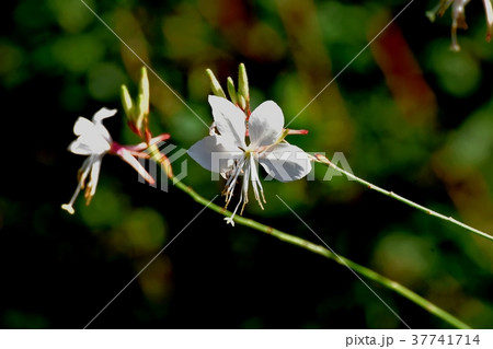 東京都三鷹市の植物 三鷹中原に咲くガウラ 37741714