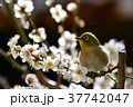 【鳥】メジロと梅（１７） 37742047