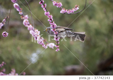 ヒヨドリと桃の花の写真素材