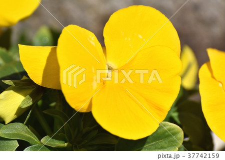 東京都三鷹市の植物 三鷹市中原に咲くパンジー 37742159