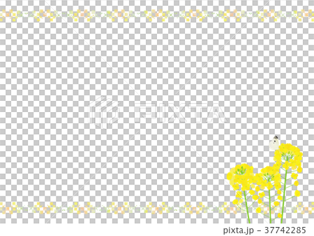 Background material _ rape blossom and butterfly Background material _ rape blossom and butterfly 37742285