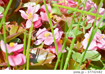 東京都三鷹市の植物 三鷹中原に咲くベゴニア 37742482