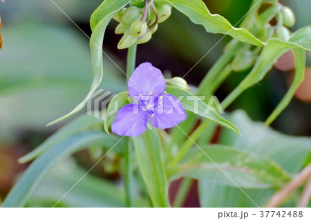 東京都三鷹市の植物 三鷹中原に咲くムラサキツユクサ 東京都三鷹市の植物 三鷹中原に咲くムラサキツユクサ 37742488