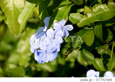 東京都三鷹市の植物三鷹中原に咲くルリマツリ 37742489