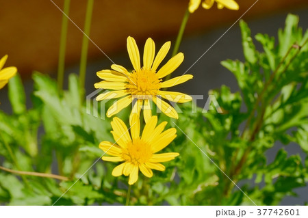 東京都三鷹市の植物 三鷹中原に咲くコレオプシス 東京都三鷹市の植物 三鷹中原に咲くコレオプシス 37742601