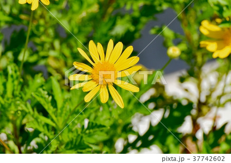 東京都三鷹市の植物 三鷹中原に咲くコレオプシス 東京都三鷹市の植物 三鷹中原に咲くコレオプシス 37742602