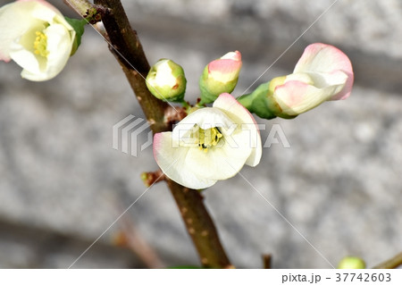 東京都三鷹市の植物 三鷹中原に咲くボケの花 東京都三鷹市の植物 三鷹中原に咲くボケの花 37742603