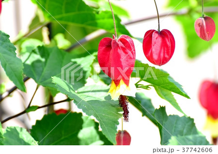 東京都三鷹市の植物 三鷹中原に咲くチロリアンランプ 37742606