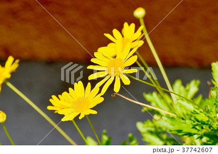 東京都三鷹市の植物 三鷹中原に咲くコレオプシス 37742607