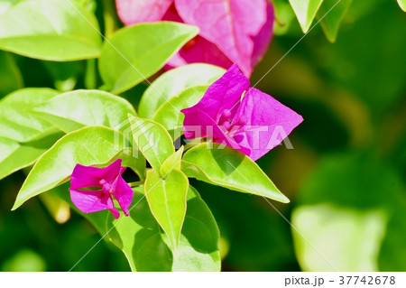 東京都三鷹市の植物 三鷹中原に咲くブーゲンビリア 37742678