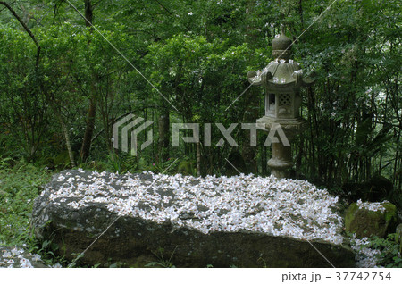 アブラギリ 落花 木 37742754