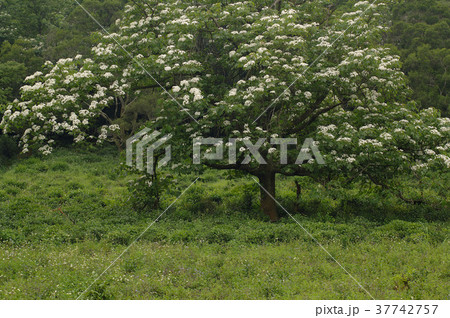 アブラギリ 落花 林 37742757