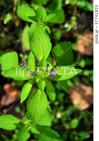 Melissa officinalis (lat. Melissa officinalis) 37742820
