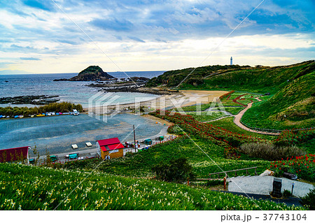 下田 水仙 下田 水仙 37743104