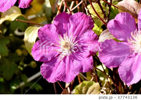 東京都三鷹市の植物 三鷹中原に咲くクレマチス 37743136