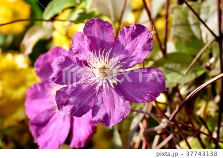 東京都三鷹市の植物 三鷹中原に咲くクレマチス 東京都三鷹市の植物 三鷹中原に咲くクレマチス 37743138