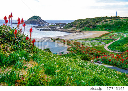 下田　水仙 37743165