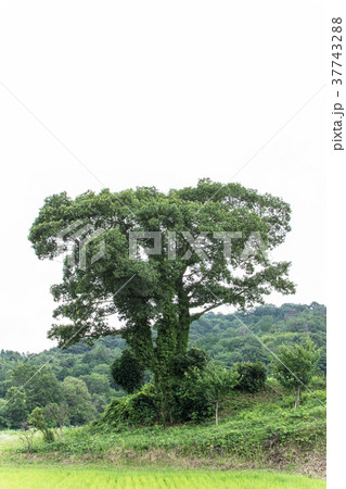一本の木　 37743288