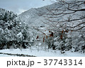 白川郷合掌集落からの雪景 37743314