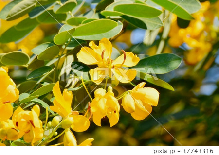 東京都三鷹市の植物 三鷹中原に咲くコバノセンナ 東京都三鷹市の植物 三鷹中原に咲くコバノセンナ 37743316