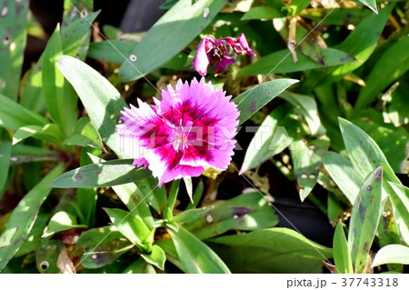 東京都三鷹市の植物 三鷹中原に咲くアメリカナデシコ 東京都三鷹市の植物 三鷹中原に咲くアメリカナデシコ 37743318