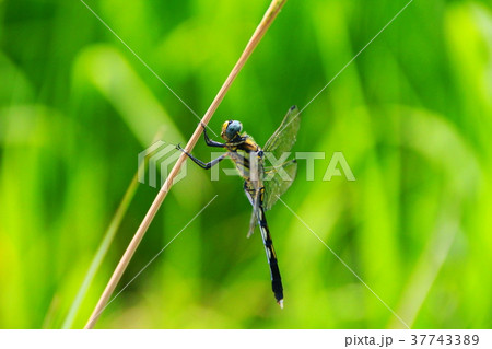 オニヤンマ 37743389