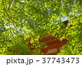 新緑 37743473