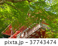 新緑の談山神社 37743474