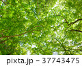 新緑 37743475