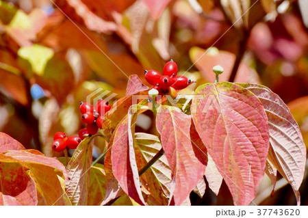 東京都三鷹市の植物 三鷹中原になるハナミズキの実 東京都三鷹市の植物 三鷹中原になるハナミズキの実 37743620