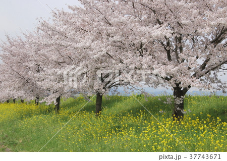 高麗川桜堤 37743671