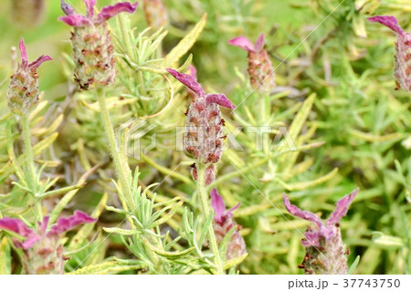 東京都三鷹市の植物 三鷹中原に咲くフレンチラベンダー 東京都三鷹市の植物 三鷹中原に咲くフレンチラベンダー 37743750