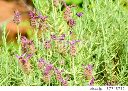 東京都三鷹市の植物 三鷹中原に咲くフレンチラベンダー 東京都三鷹市の植物 三鷹中原に咲くフレンチラベンダー 37743752