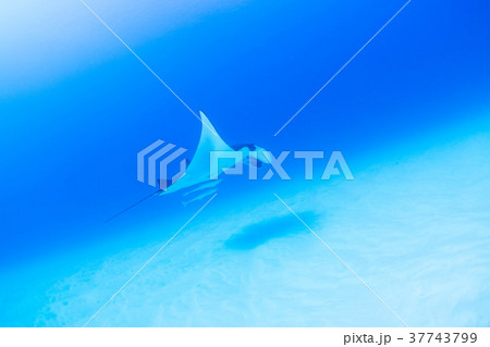 マンタ マンタ 37743799