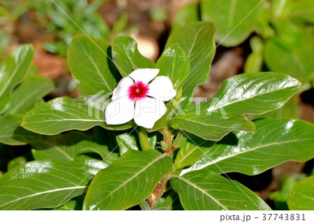 東京都三鷹市の植物 三鷹中原に咲くニチニチソウ 37743831