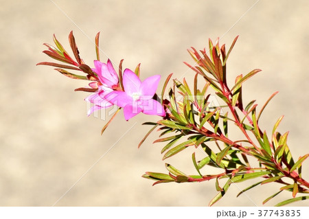 東京都三鷹市の植物 三鷹中原に咲くクロウエア 東京都三鷹市の植物 三鷹中原に咲くクロウエア 37743835