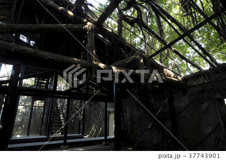 安平樹屋 37743901