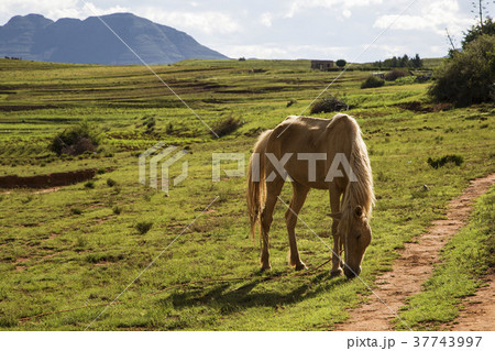 馬 午 草 37743997
