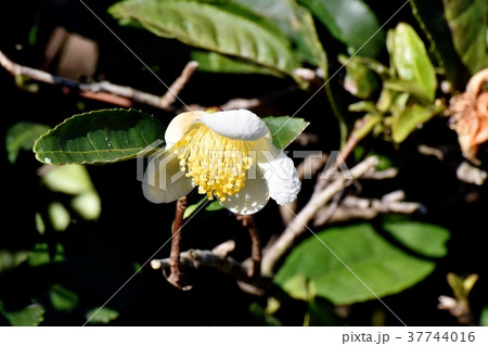 東京都三鷹市の植物 三鷹中原に咲くチャノキの花 37744016