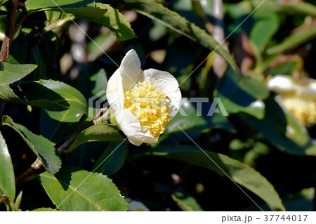 東京都三鷹市の植物 三鷹中原に咲くチャノキの花 東京都三鷹市の植物 三鷹中原に咲くチャノキの花 37744017