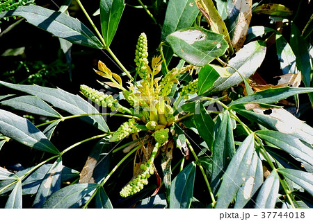 東京都三鷹市の植物 三鷹中原に咲くホソバヒイラギナンテンの花芽 37744018