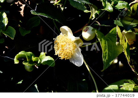 東京都三鷹市の植物 三鷹中原に咲くチャノキの花 37744019