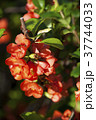 紅いボケの花 37744033