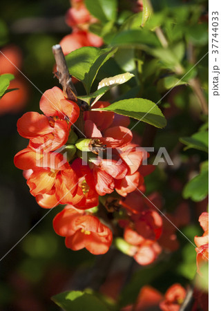紅いボケの花 37744033