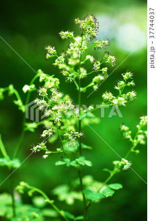 草むらに咲くアキカラマツの花 37744037