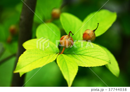 ナツツバキの実 37744038