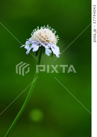 草地に咲くマツムシソウの花 草地に咲くマツムシソウの花 37744043