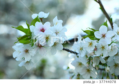 桜 アマギヨシノの花 桜 アマギヨシノの花 37744078